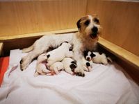 Jack Russel Terrier Welpen ca. 14 Tage alt