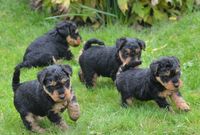 Welsh Terrier 5 Wochen alt 1